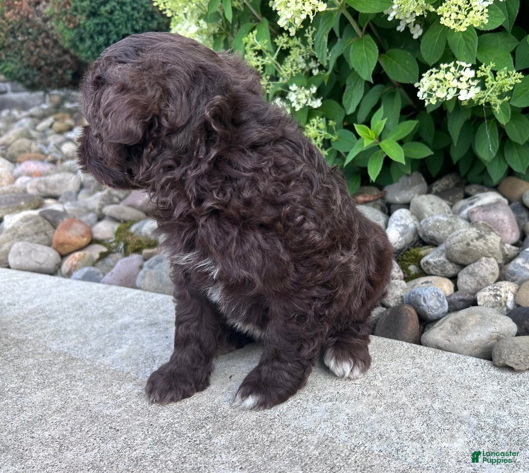 Portuguese Water Dog dogs for sale: Cleo - Image 3