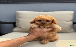 Toy Poodle dogs for sale: Teacup Milo - Image 1