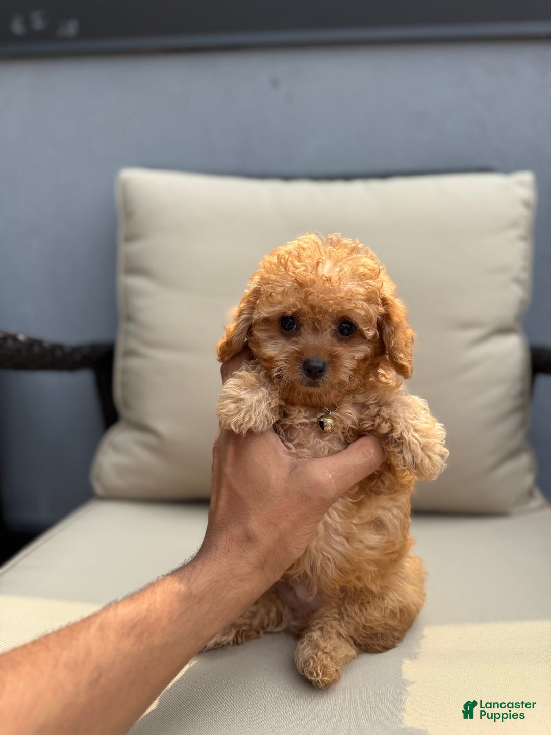 Toy Poodle dogs for sale: Teacup Milo - Image 1