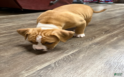 American Pit Bull Terrier dogs for sale: Helga - Image 17