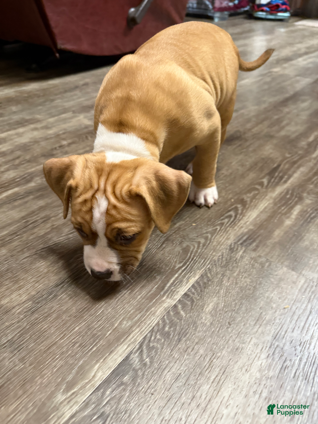 American Pit Bull Terrier dogs for sale: Helga - Image 17