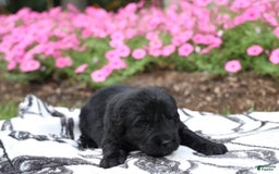 Newfoundland dogs for sale: Bear - Image 4