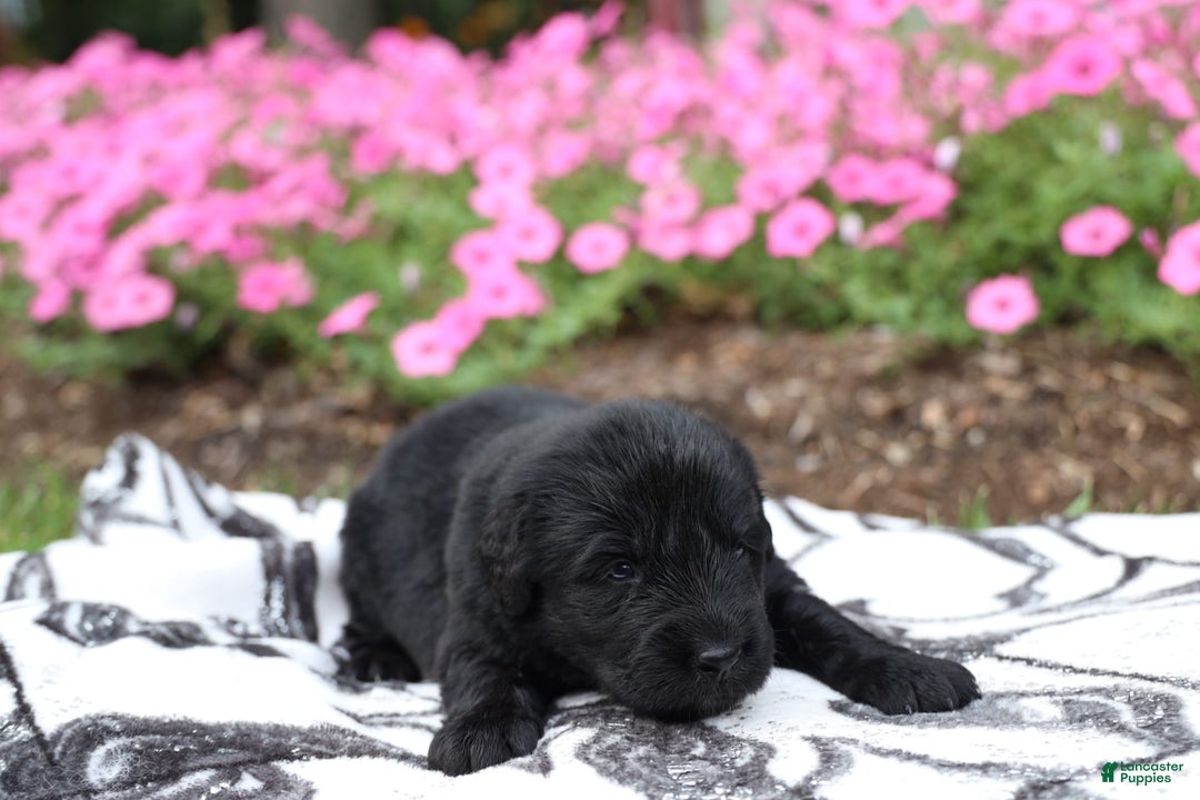Newfoundland dogs for sale: Bear - Image 4
