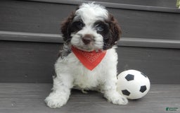 Cockapoo dogs for sale: Patches - Image 4