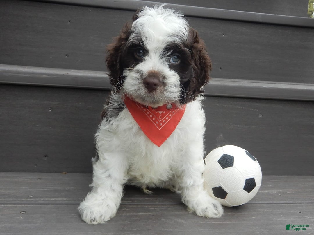 Cockapoo dogs for sale: Patches - Image 4