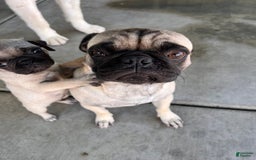 Pug dogs for sale: Pugs - Image 4