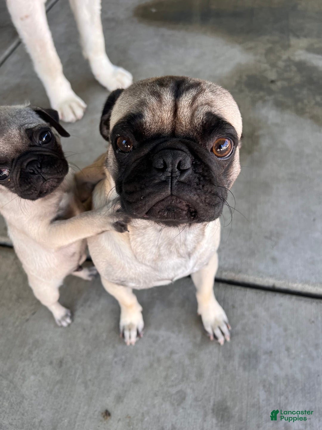 Pug dogs for sale: Pugs - Image 4