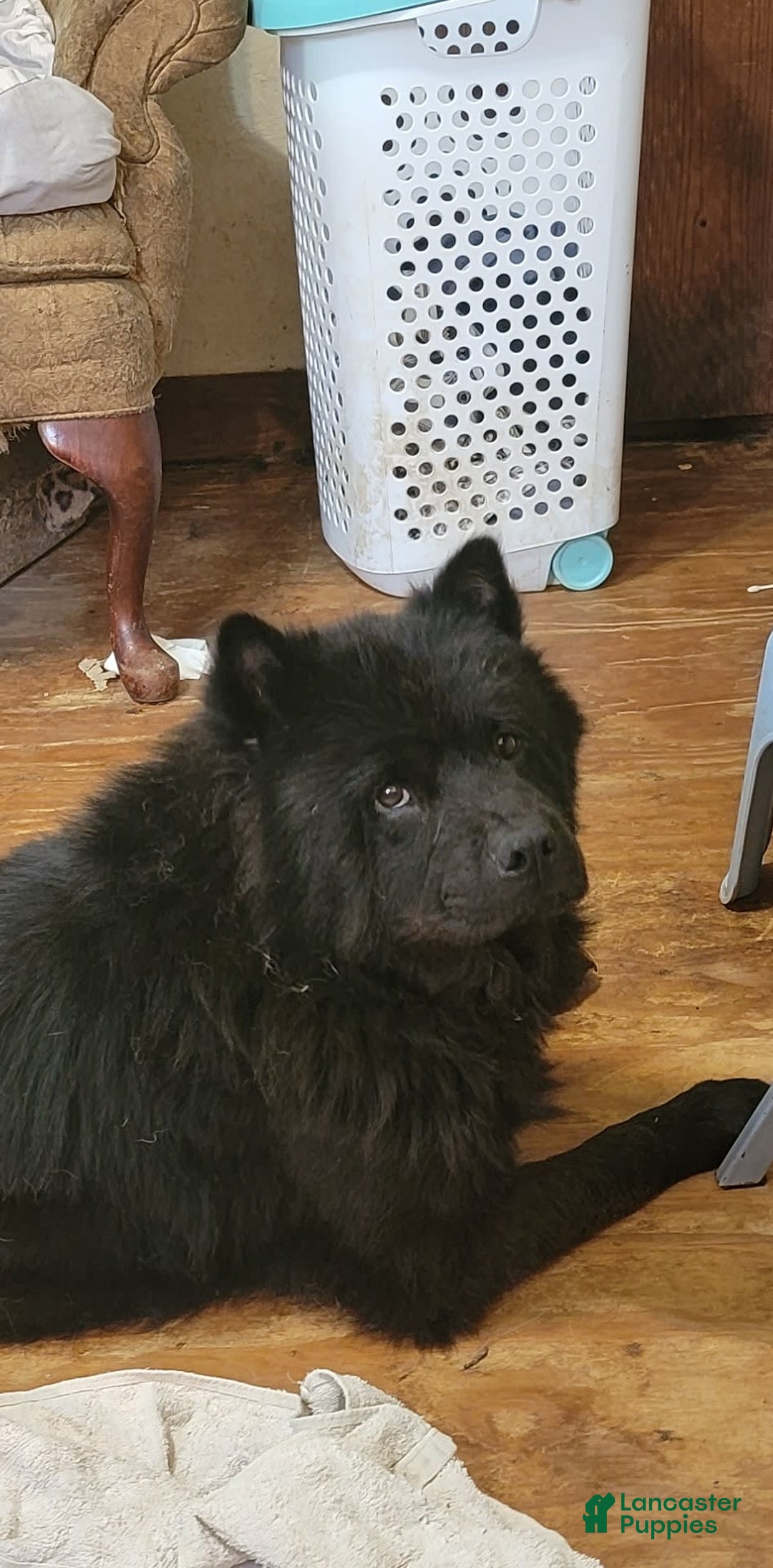 Chow Chow dogs for sale: Foxface - Image 3