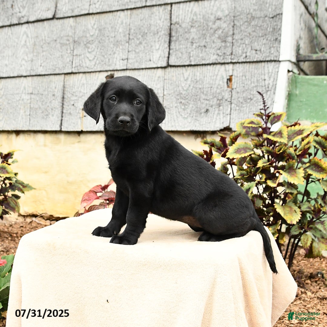 Labrador Retriever dogs for sale: Muffin - Image 3