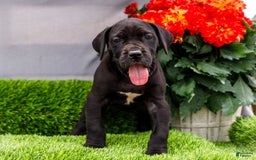 Great Dane dogs for sale: Krista - Image 3
