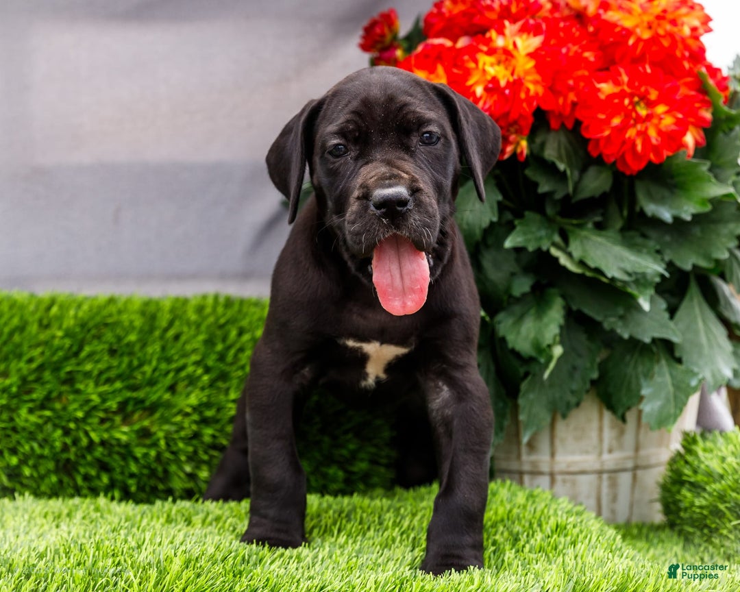 Great Dane dogs for sale: Krista - Image 3