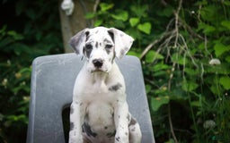 Great Dane dogs for sale: Electra - Image 7