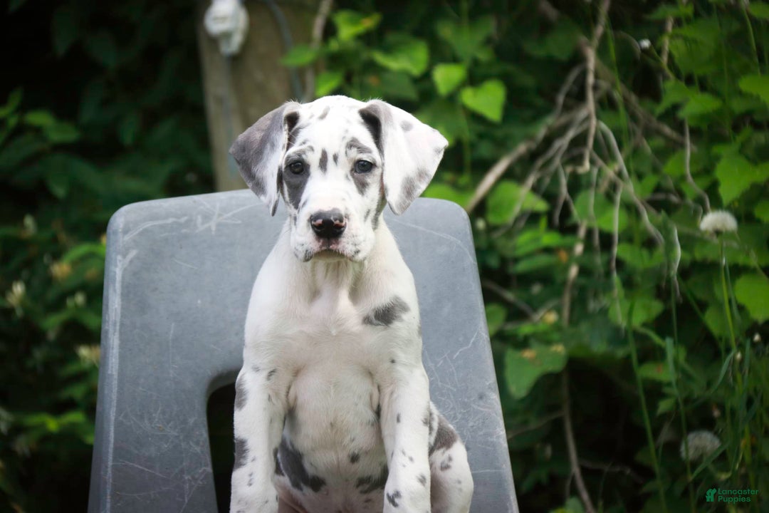 Great Dane dogs for sale: Electra - Image 7