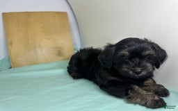 Yorkshire Terrier dogs for sale: Knight - Image 4