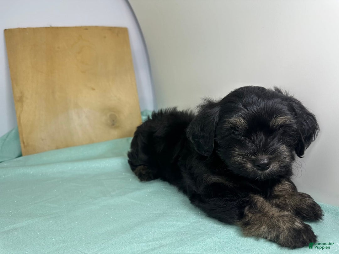 Yorkshire Terrier dogs for sale: Knight - Image 4