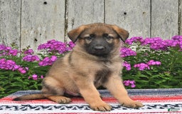 German Shepherd dogs for sale: Jazz - Image 5
