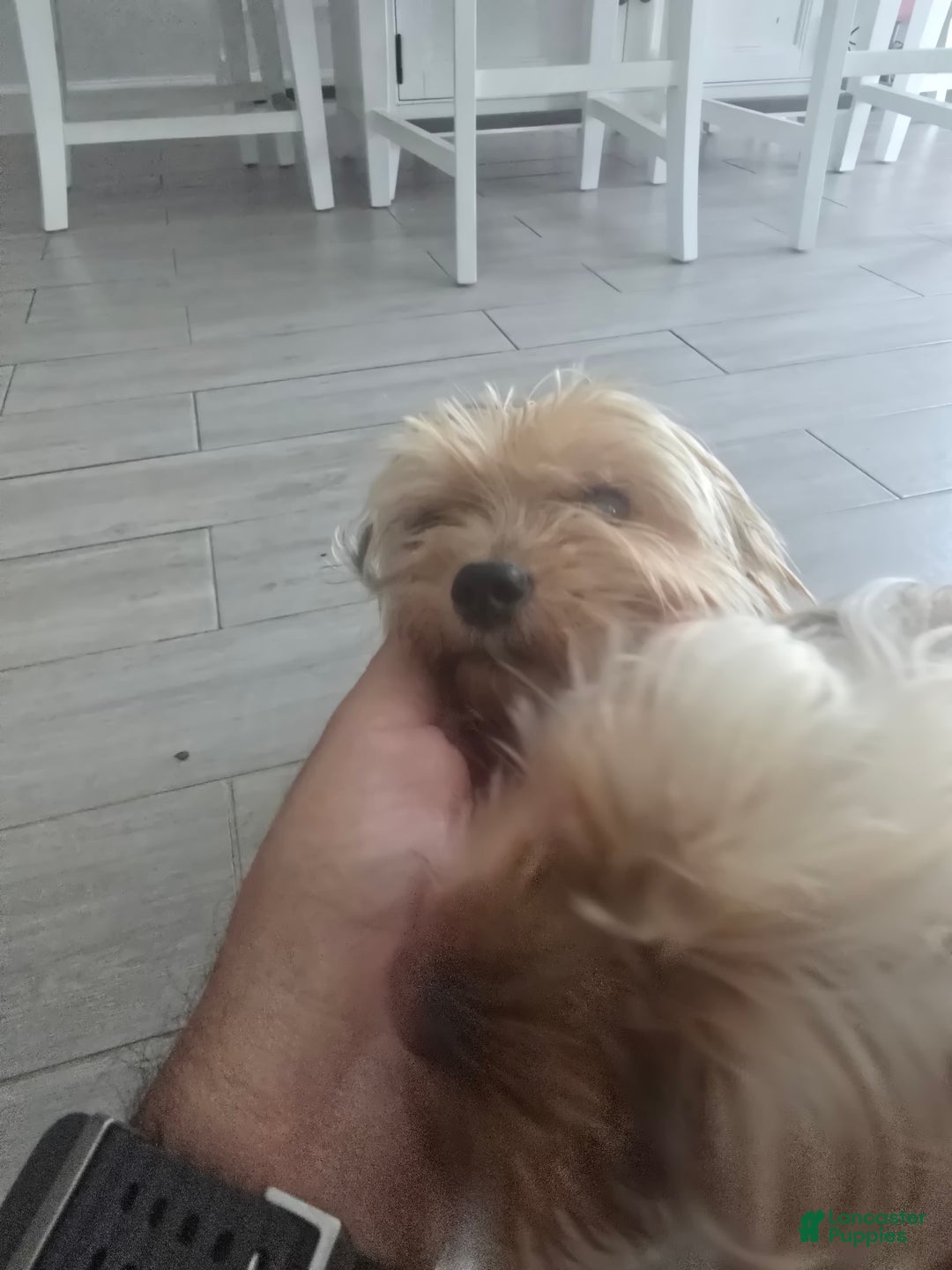 Yorkshire Terrier dogs for sale: Leo - Image 3
