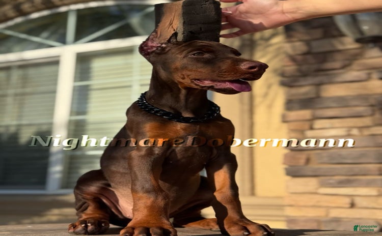 Doberman Pinscher dogs for sale - Ad 3