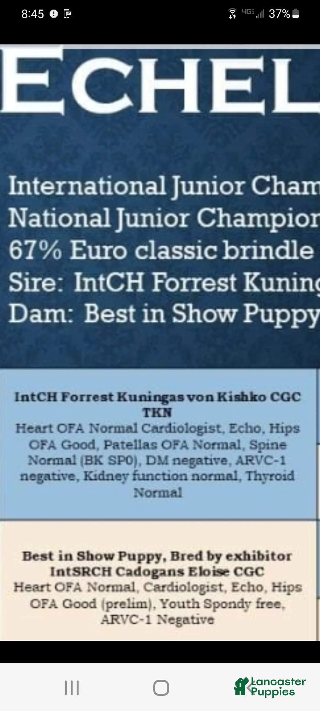 Boxer dogs for sale: Beautiful European Health Tested Parents - Listing for pets: Beautiful European Health Tested Parents, Brady European Boxer health tested, Cream De Coco, Lilly European - Image 16