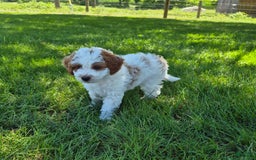 Cockapoo dogs for sale: Jace - Image 2