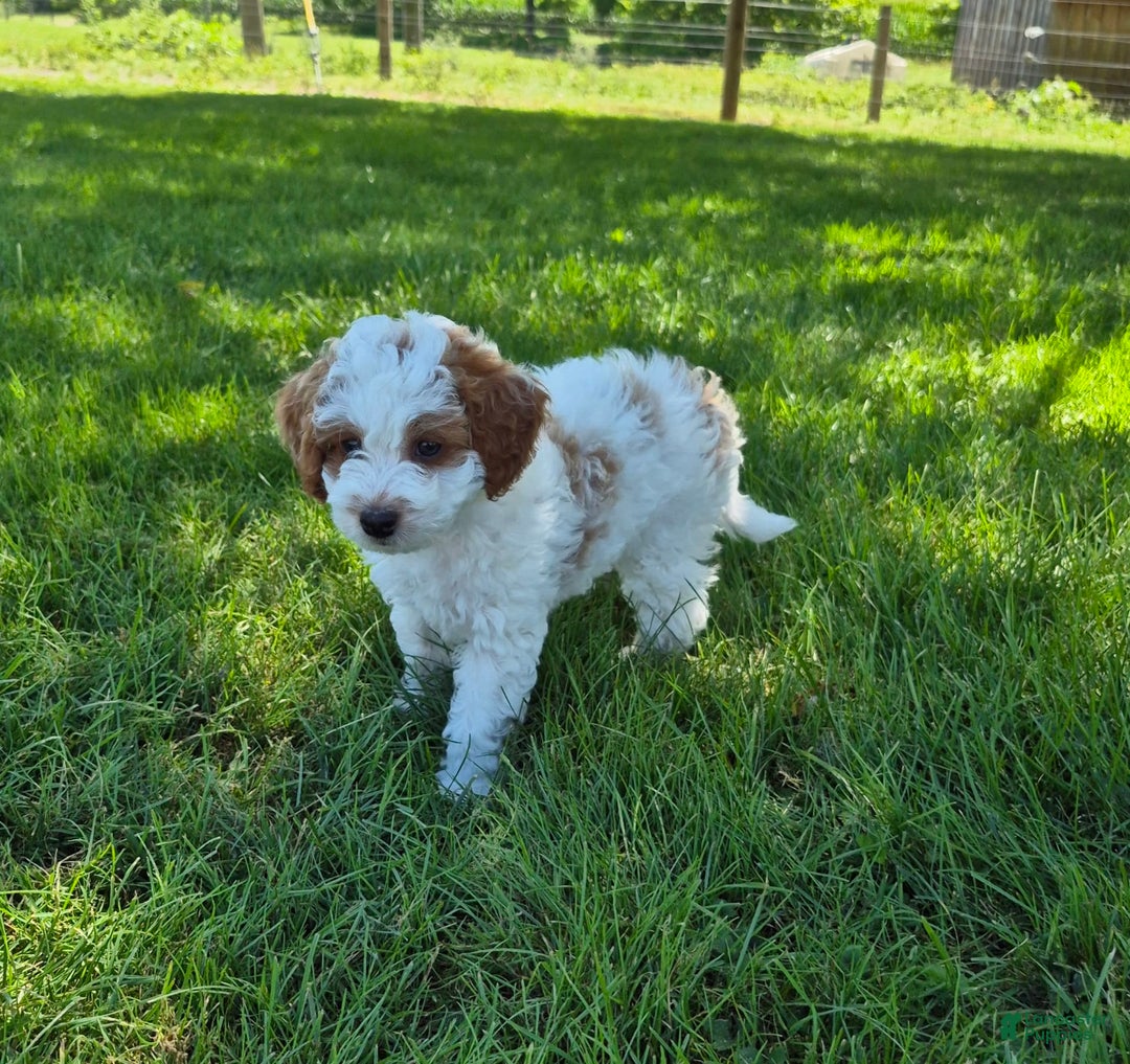 Cockapoo dogs for sale: Jace - Image 2