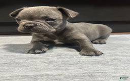 French Bulldog dogs for sale: Stitch - Image 5