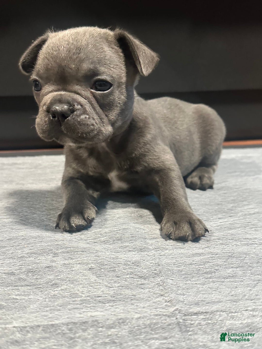 French Bulldog dogs for sale: Stitch - Image 5