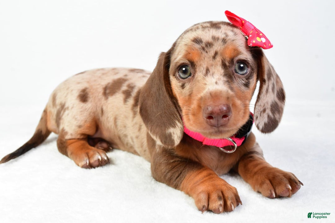 Miniature Dachshund dogs for sale: Sophia - Image 6