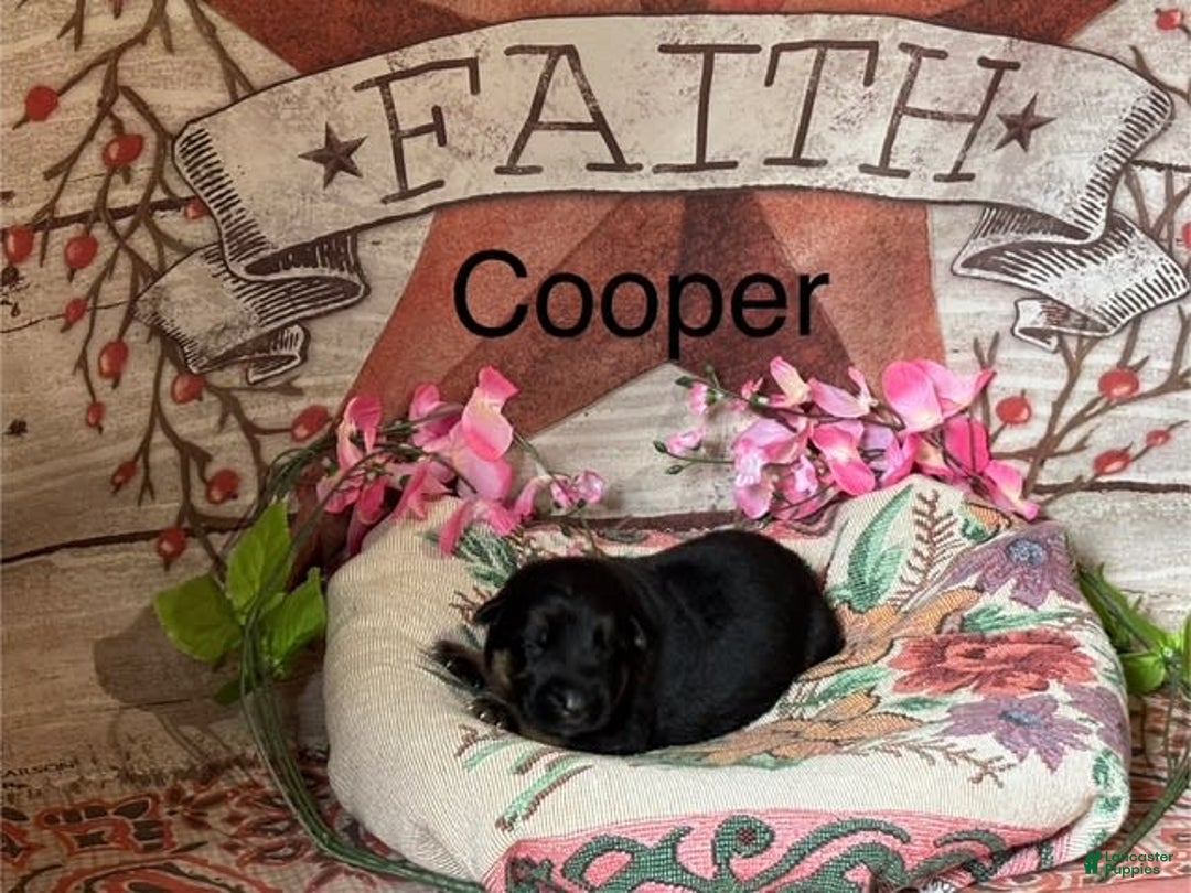 German Shepherd dogs for sale: Cooper - Image 4