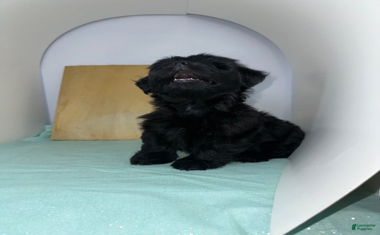 Yorkshire Terrier dogs for sale - Ad 1