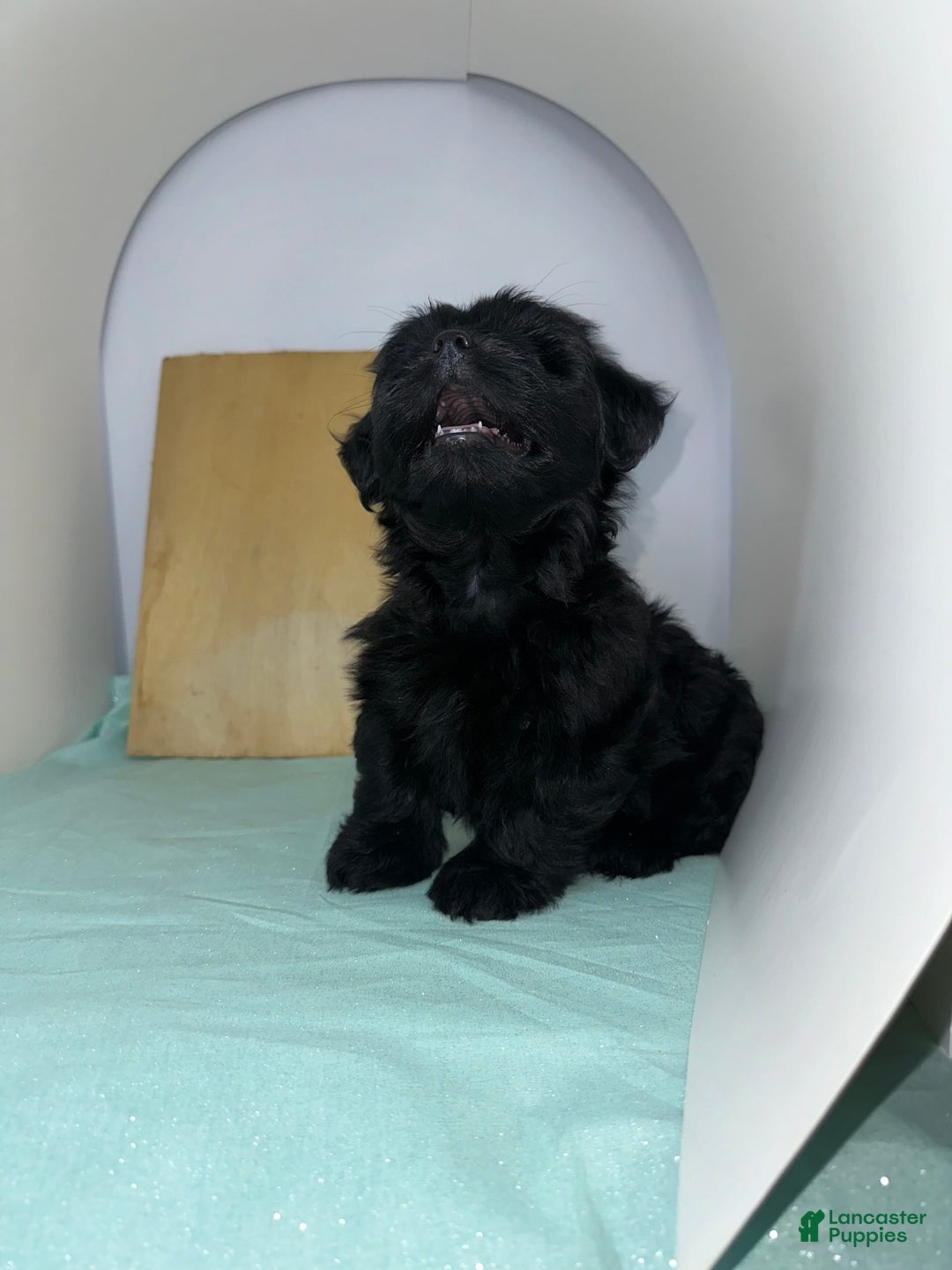 Yorkshire Terrier dogs for sale: Zuri - Image 1