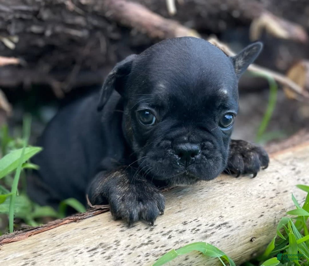French Bulldog dogs for sale: French Bulldog 4 puppies - Image 1