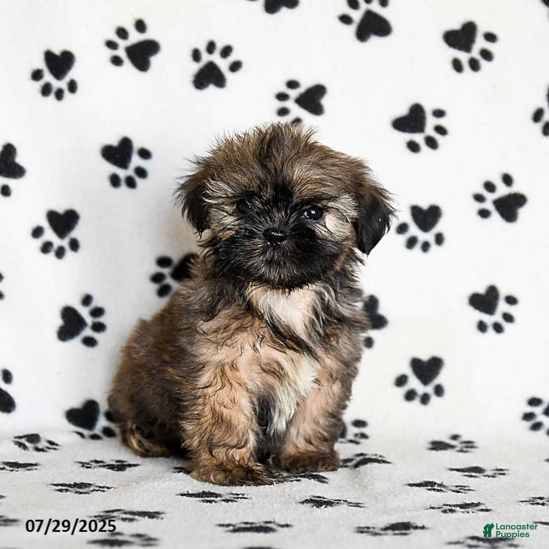 Shih Tzu dogs for sale: Prince - Image 4