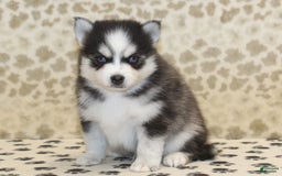 Pomsky dogs for sale: Cj - Image 2