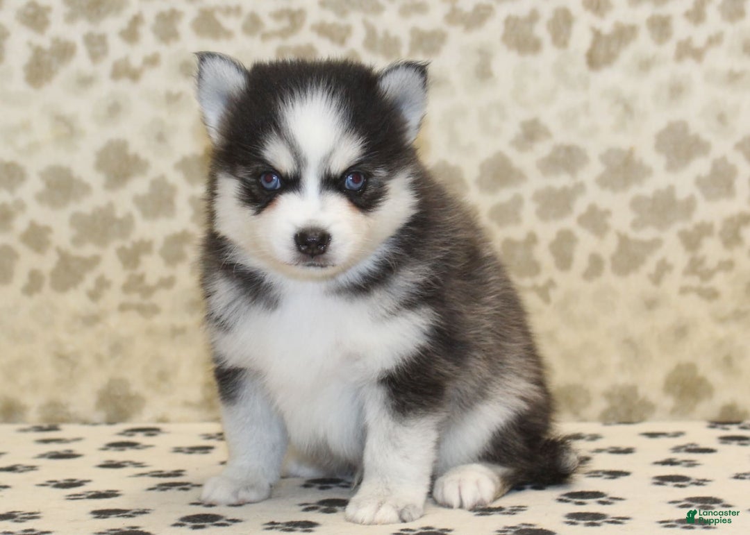 Pomsky dogs for sale: Cj - Image 2