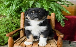 Australian Shepherd dogs for sale: Caspar - Image 1