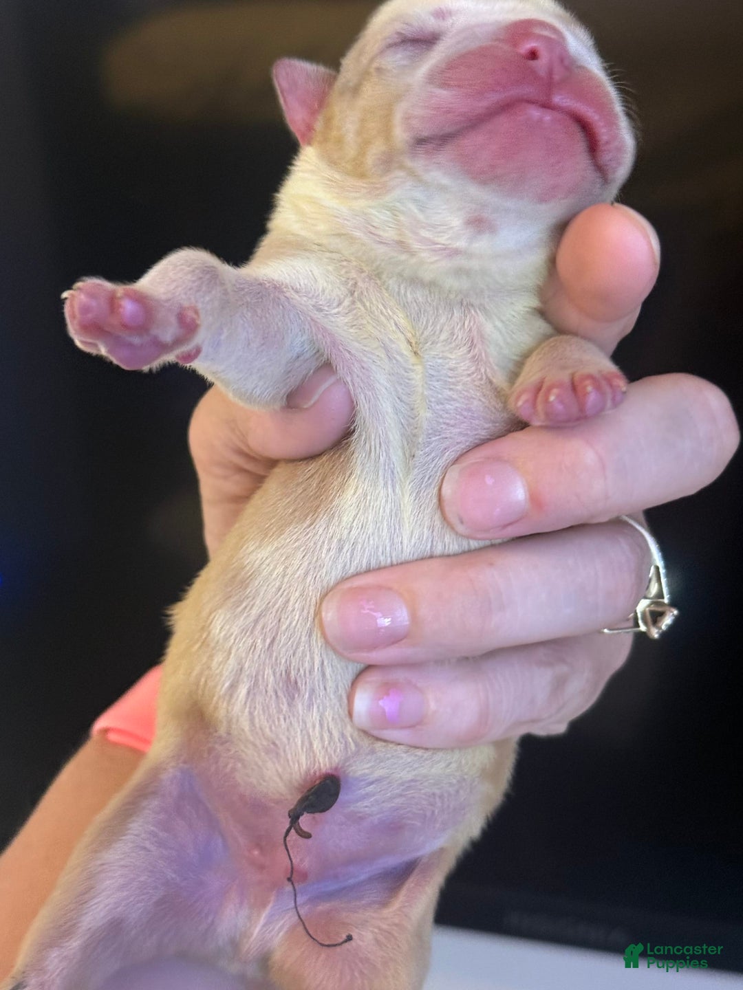 Olde English Bulldogge dogs for stud: Ivy - Image 3