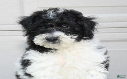 Maltipoo dogs for sale: Leo - Image 8