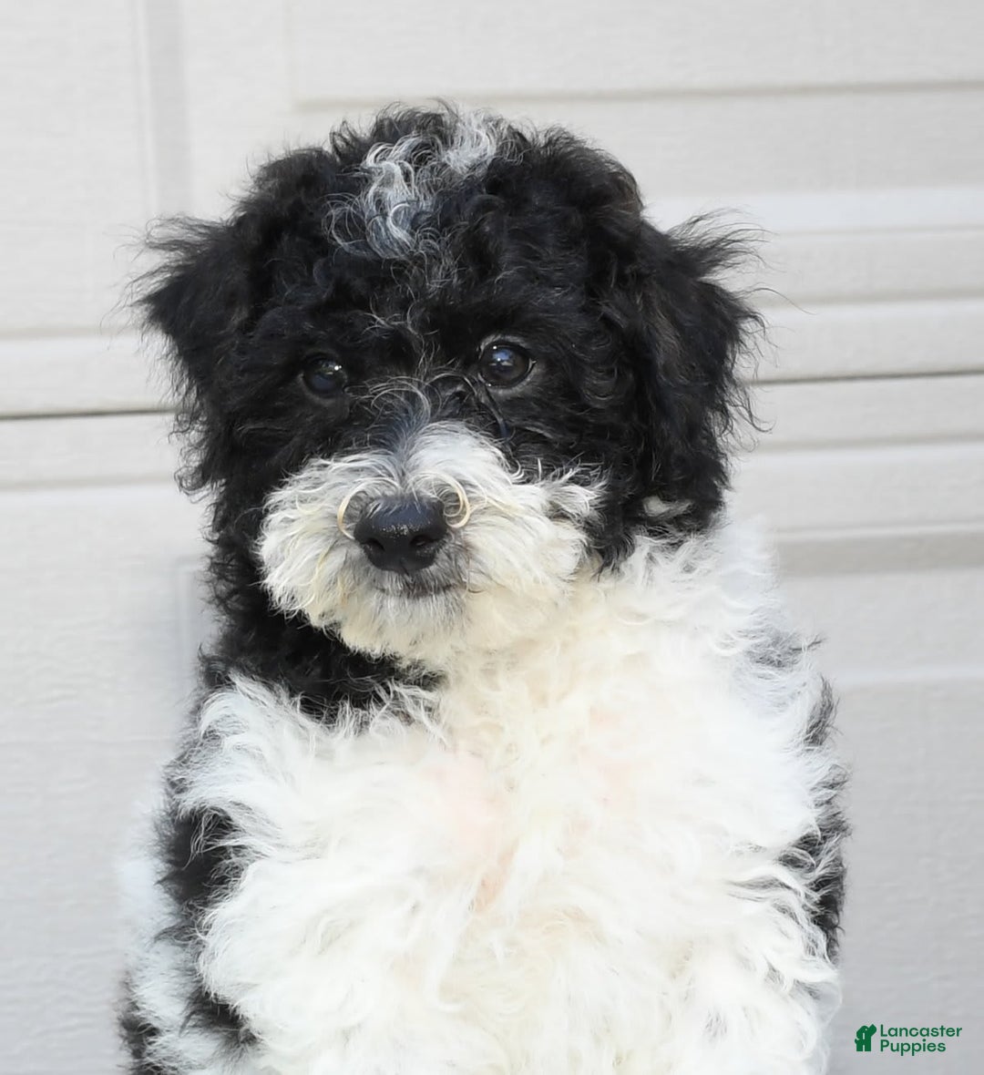 Maltipoo dogs for sale: Leo - Image 8