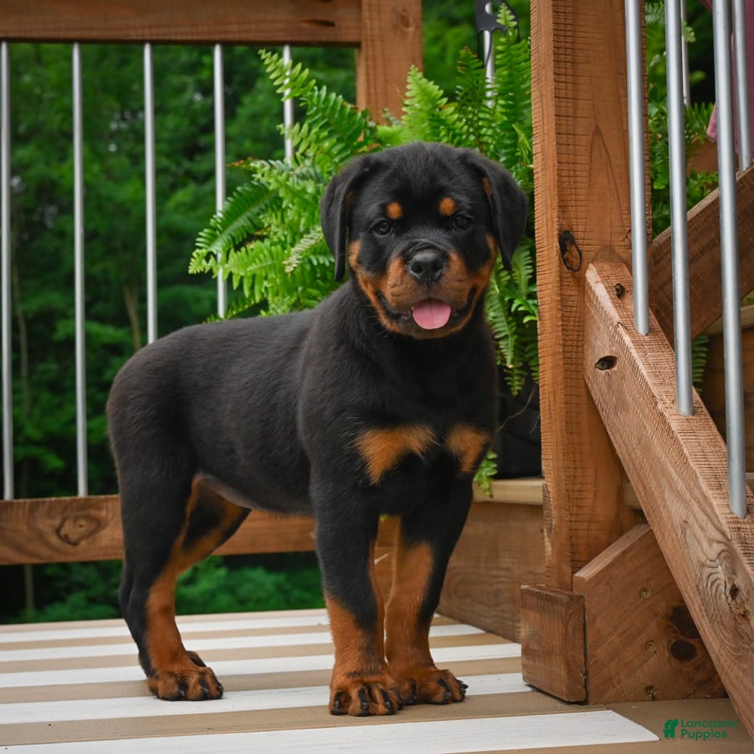 Rottweiler dogs for sale: Bella - Image 22