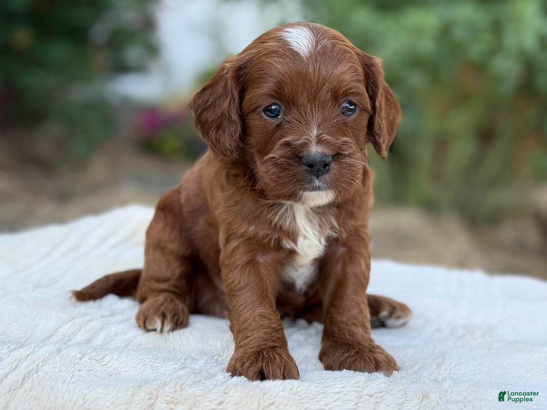 Cavapoo dogs for sale: Lincoln - Image 1