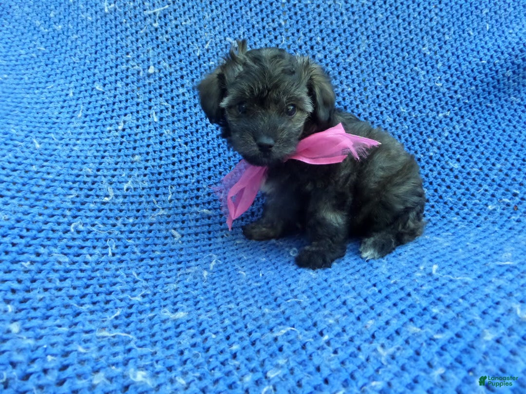 Maltipoo dogs for sale: Loomy - Image 1