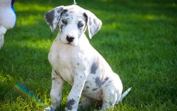 Great Dane dogs for sale: Joujou - Image 7