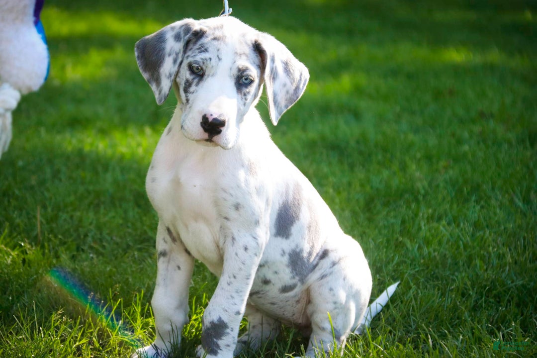 Great Dane dogs for sale: Joujou - Image 7