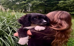 Bernedoodle dogs for sale: Ranger - Image 6