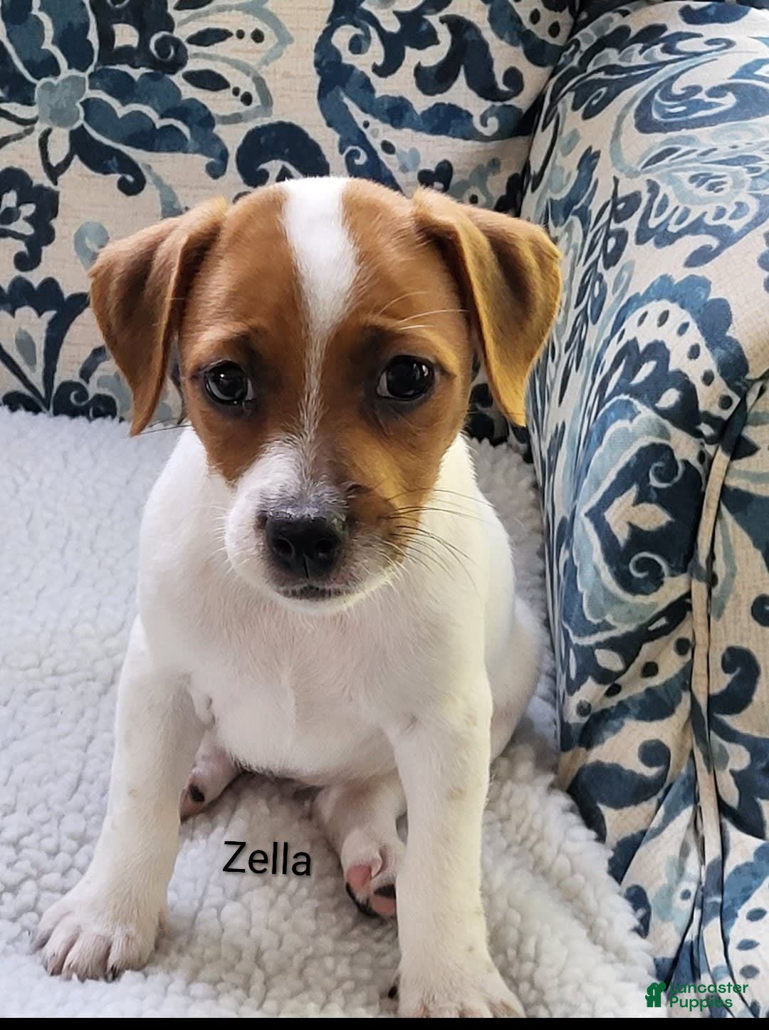 Jack Russell Terrier dogs for sale: Zella - Image 1