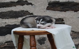 Alaskan Malamute dogs for sale: Misty - Image 4