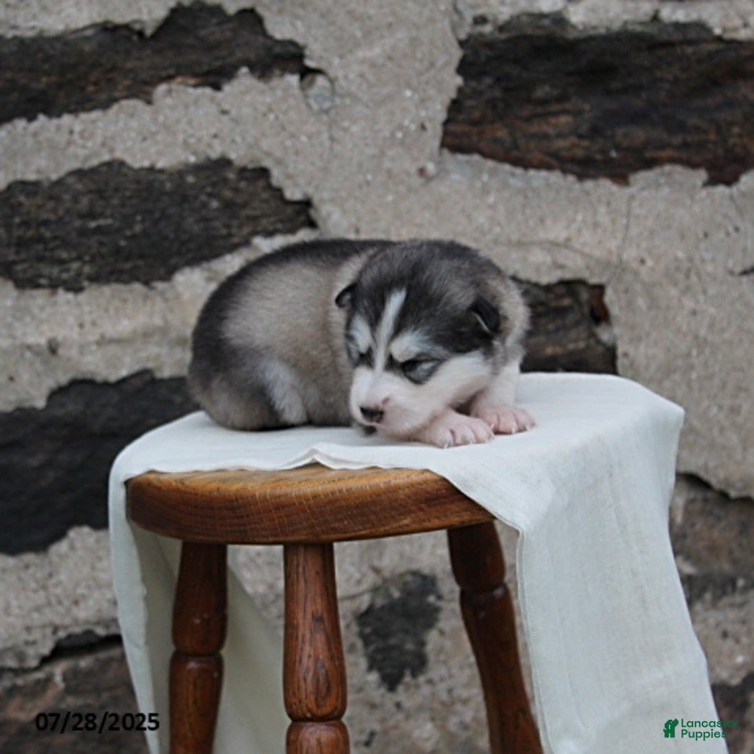 Alaskan Malamute dogs for sale: Misty - Image 4