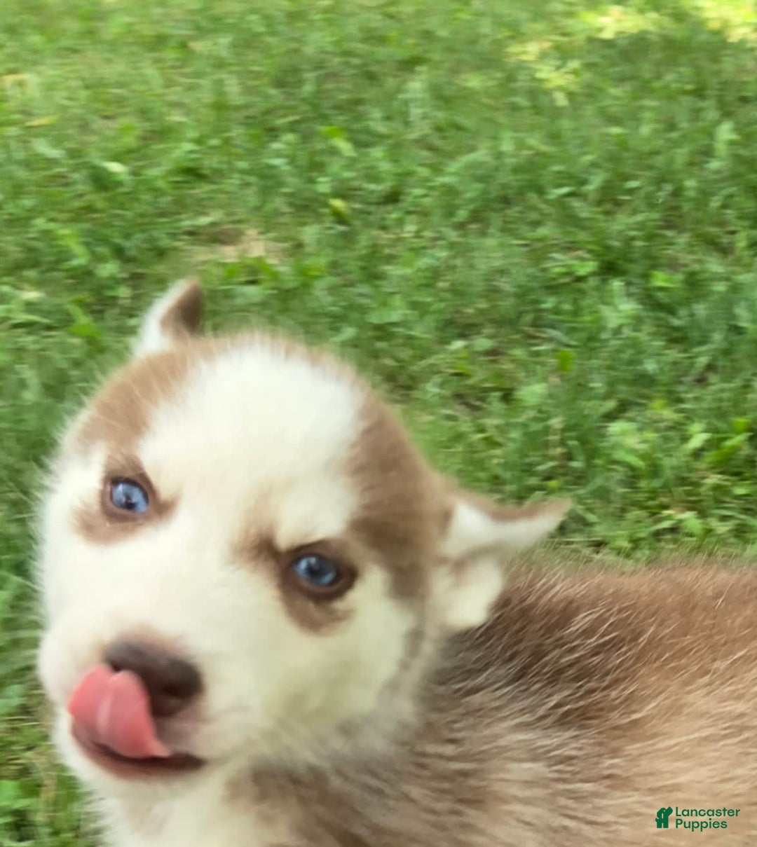 Siberian Husky dogs for sale: Concord - Image 4
