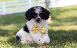 Miniature Poodle dogs for sale: Pepper - Image 7